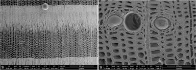 Durability and Moisture Dynamics of Douglas-Fir Wood From Slovenia